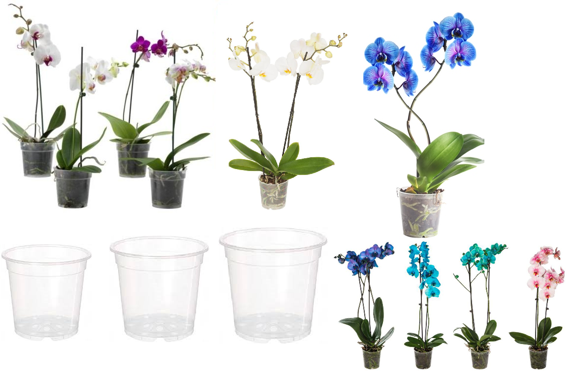 Какое должно быть кашпо для орхидей: советы и правила по выбору горшка для цветка