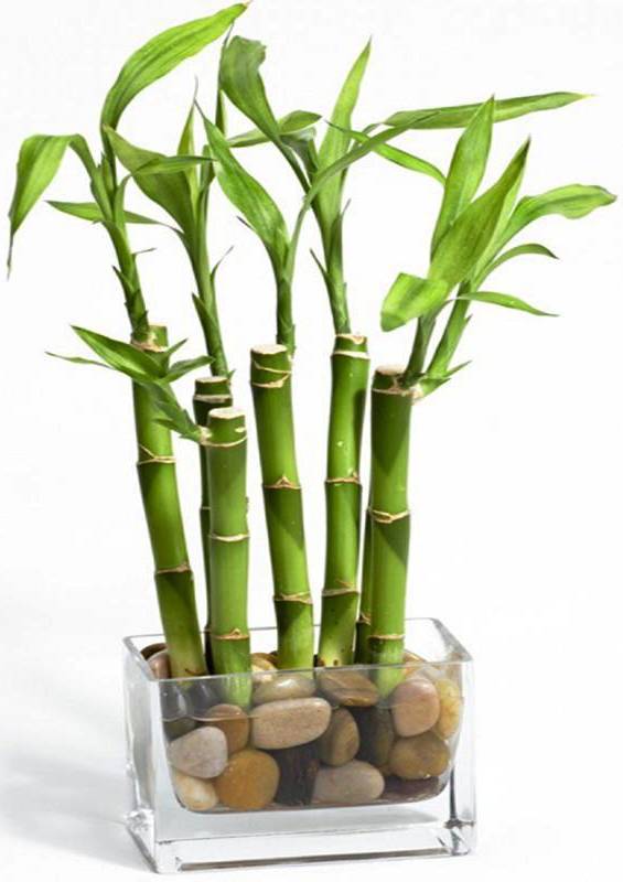 Бамбук домашний: выращивание, обрезка, формировка в спираль