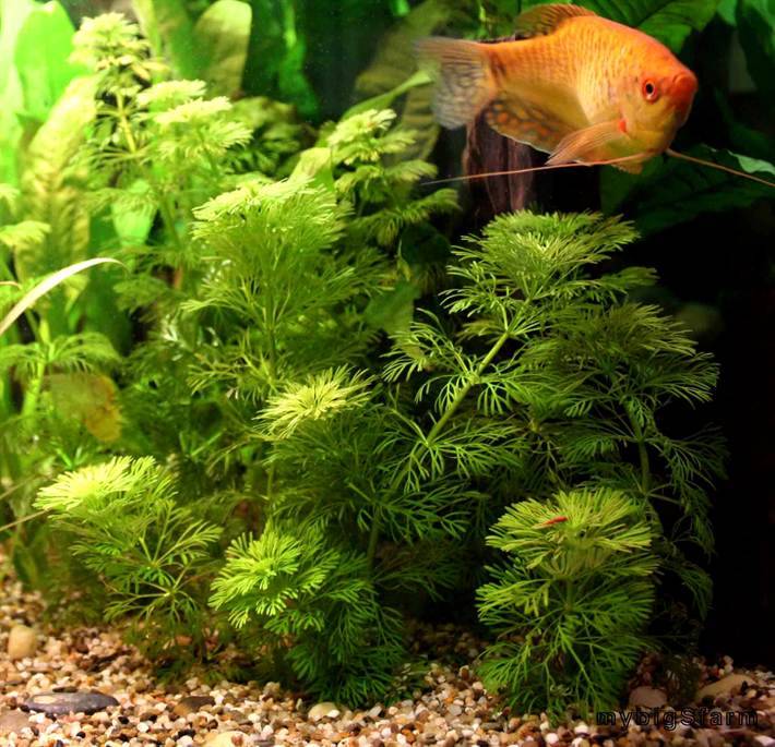 Содержание аквариума без рыб но с растениями - плантофилия