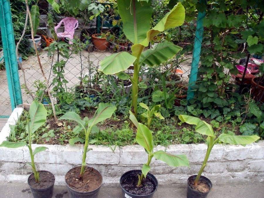Как вырастить банан дома. карликовый банан: сорта. выращивание банана дома: уход, пересадка, размножение