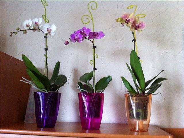 Как правильно выбрать горшок для орхидеи - практические рекомендации
