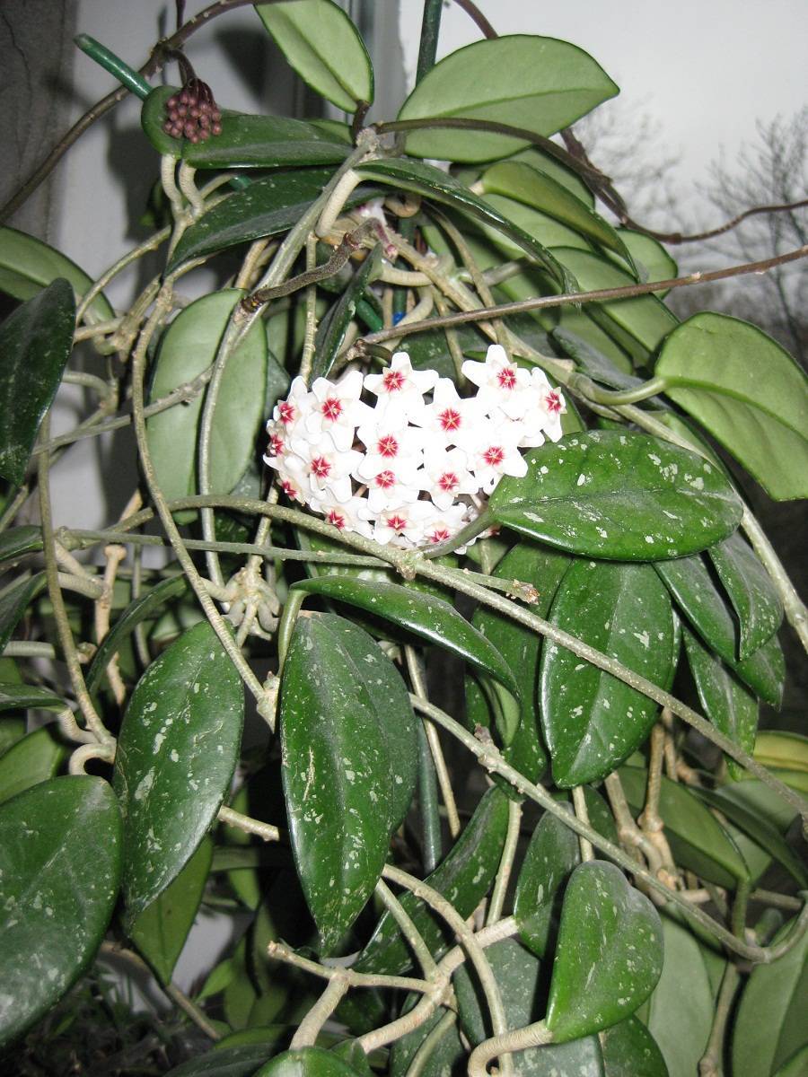 Основы выращивания и уход за экзотическим цветком хойя вайети. фото растения