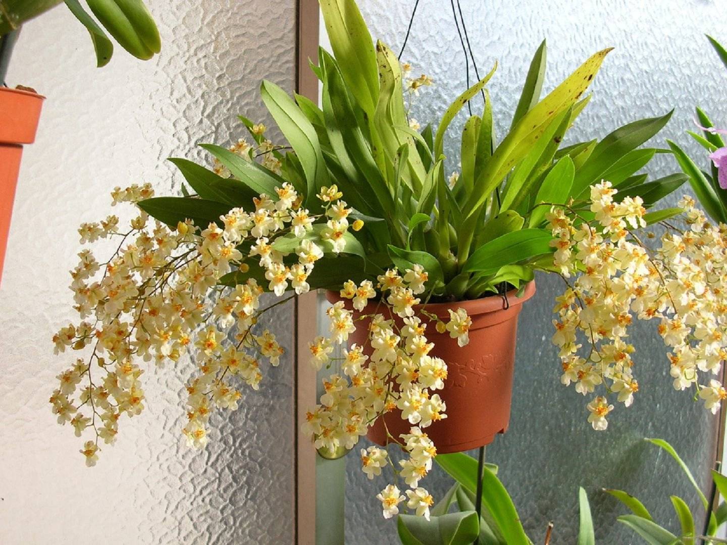 5 главных вопросов и ответов по уходу за орхидеями в комнатных условиях. фото — ботаничка