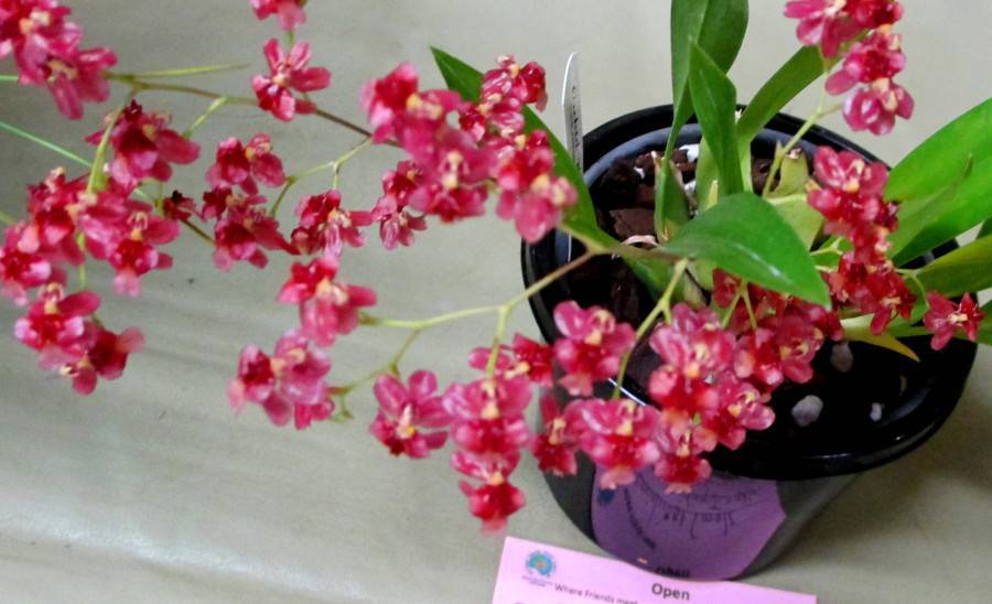 Онцидиум – уход в домашних условиях. выращивание орхидеи онцидиум, пересадка и размножение. описание. фото