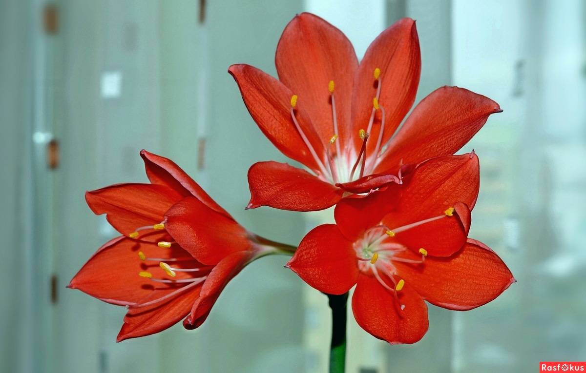 Валлота или циртантус: выращивание прекрасной лилии в домашних условиях