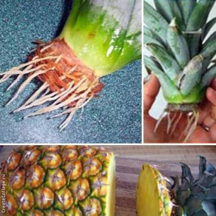 Как растет ананас? выращивание ананасов в домашних условиях :: syl.ru
