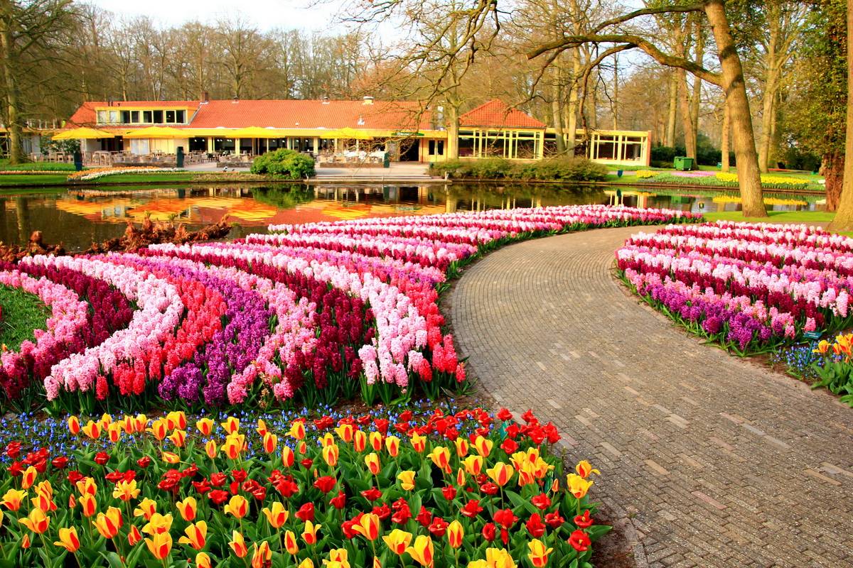 Парк кёкенхоф — королевство весенних луковичных в голландии. впечатления от экскурсии. фото — ботаничка
