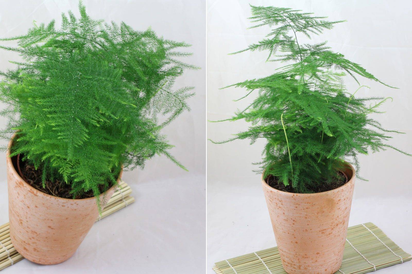 Аспарагус шпренгера — лучший вариант для каскадного озеленения. уход в домашних условиях. фото — ботаничка