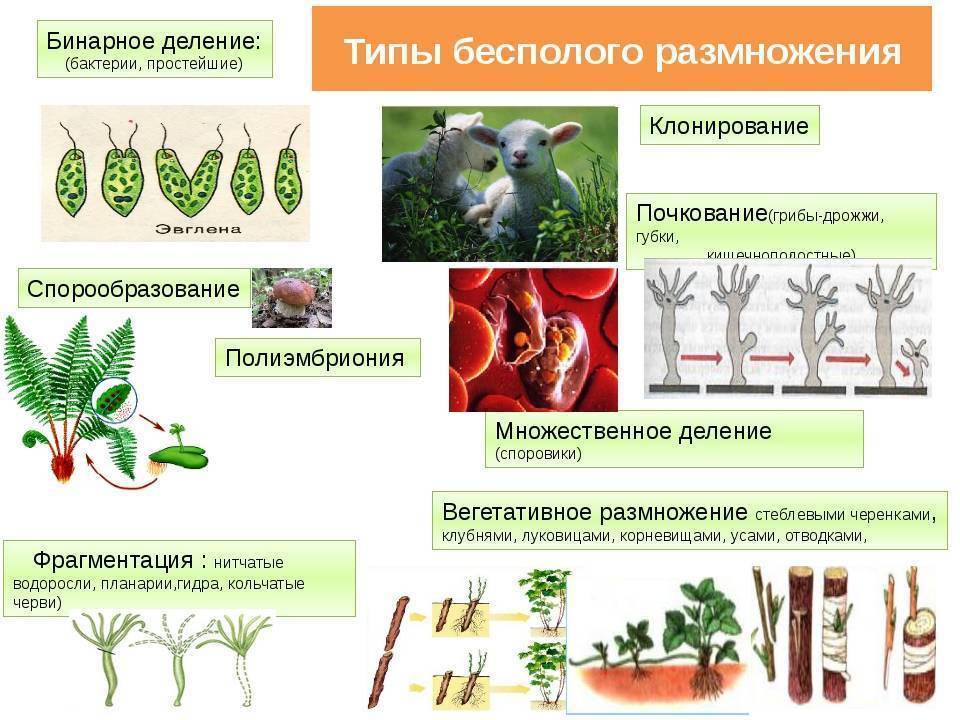 Полисциас: секреты выращивания капризного растения