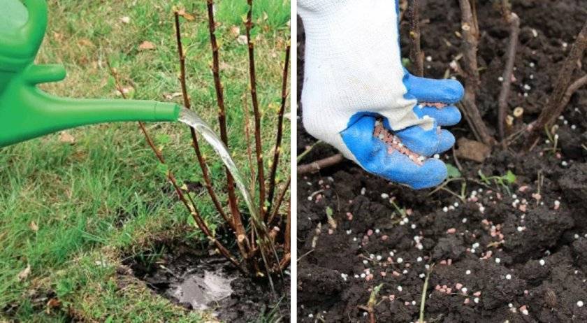 Чубушник: выращивание, посадка, размножение, как защитить от вредителей | огородники