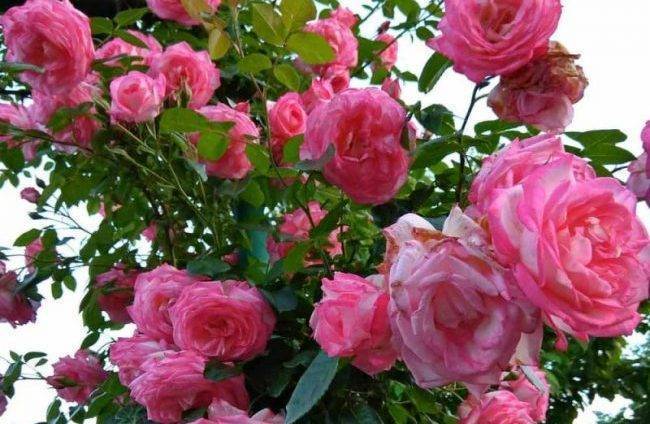 Роза хендель плетистая: фото, описание сорта и отзывы | qlumba.com