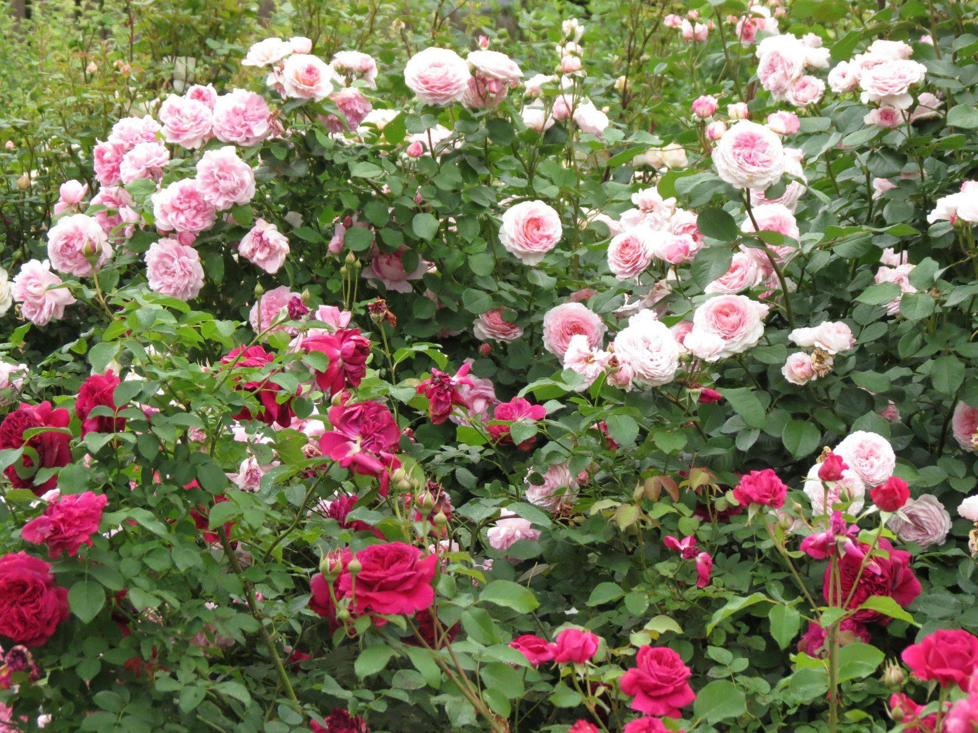 Английские розы: описание и фото лучших представителей групп сортов дэвида остина