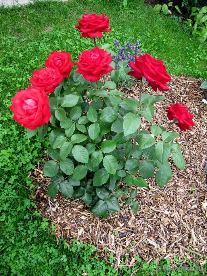 Особенности сорта розы гранд аморе и её разновидности супер, описание гибрида