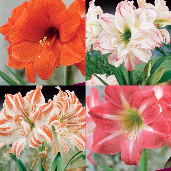 Отличия амариллиса и гиппеаструма: описание, название и фото одного и другого цветка, и в чем разница этих похожих растений, как выглядят, каково строение, всхожесть семян, аромат?