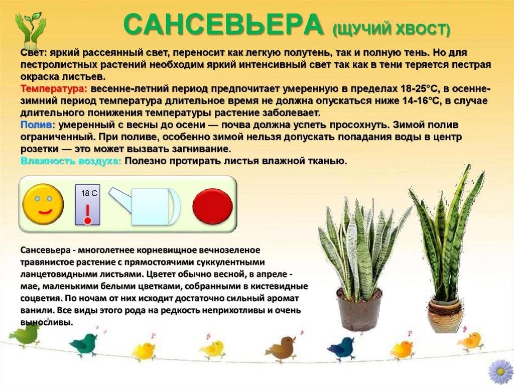 Род сансевиерия (sansevieria): описание, как выращивать, виды, фото