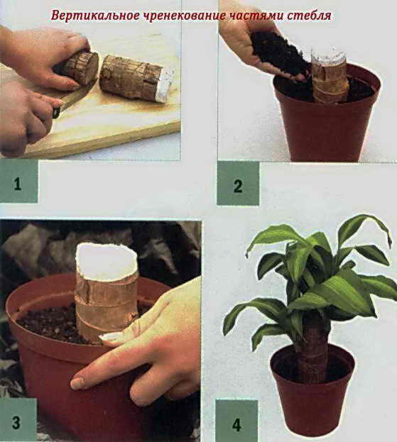 Растение юкка с описанием и фото - выращивание дома, полив и лечение болезней