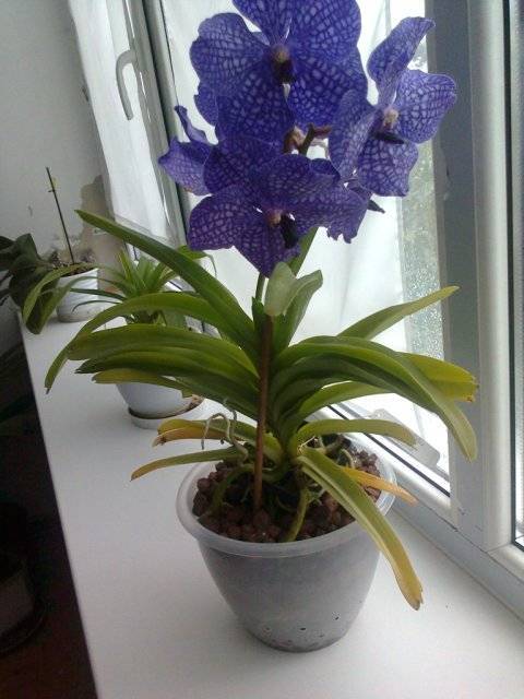 Орхидея ванда: описание и уход в домашних условиях