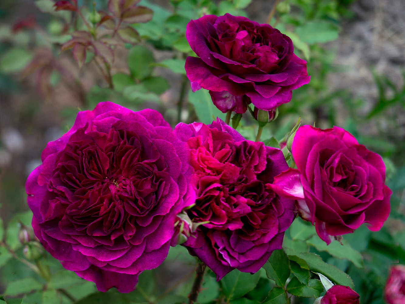 Роза манстед вуд (munstead wood) — описание сортового растения