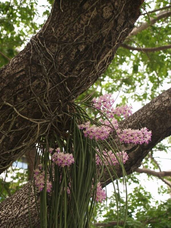 Как растет цветонос у фаленопсиса: как выглядит на фото, как отличить от корня, долго ли формируется, сколько стрелок орхидея выпускает, что делать, если сломался? selo.guru — интернет портал о сельск