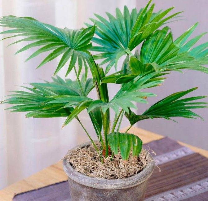 Пальма ливистона: выращивание в домашних условиях, уход, размножение