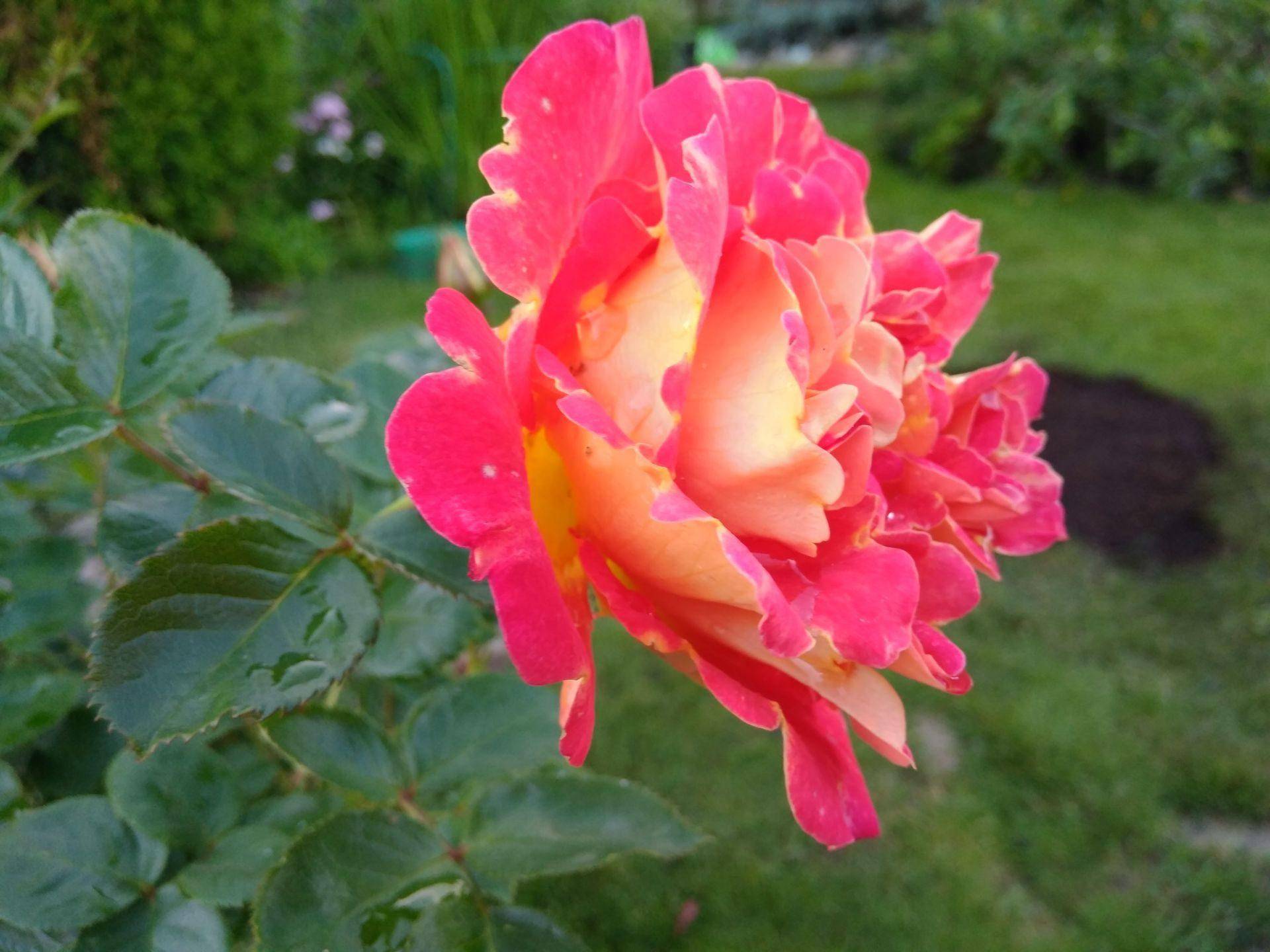 Роза арлекин (arlequin) — особенности сорта
