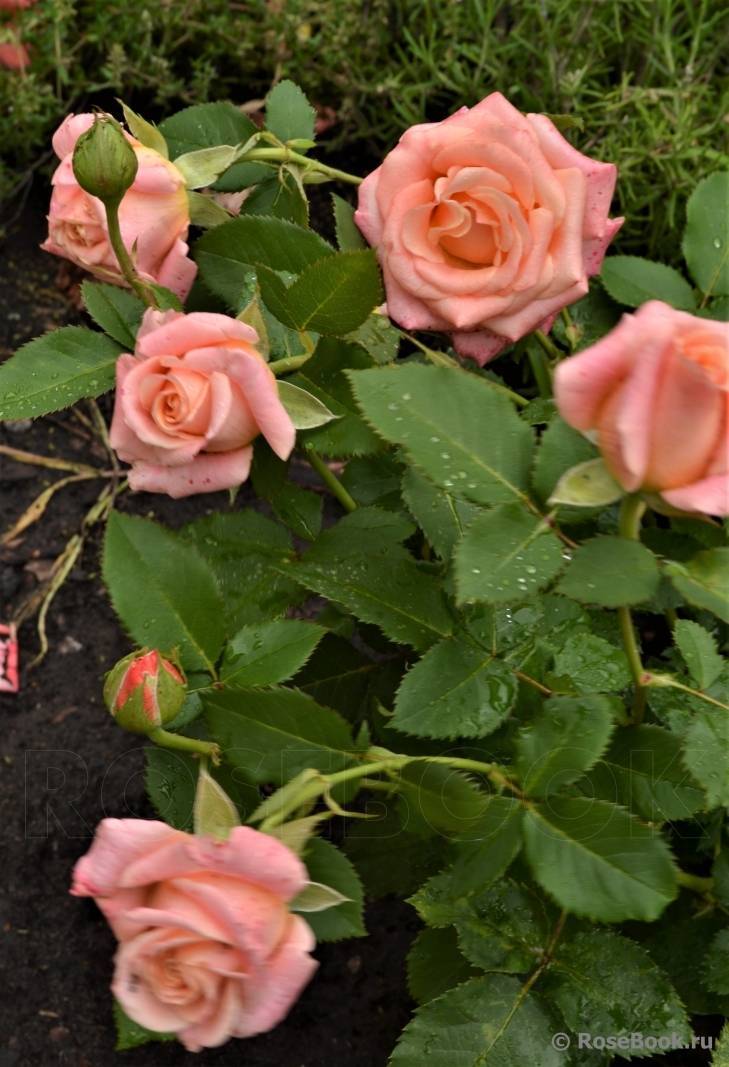 Чайно-гибридные розы: описание, посадка и уход