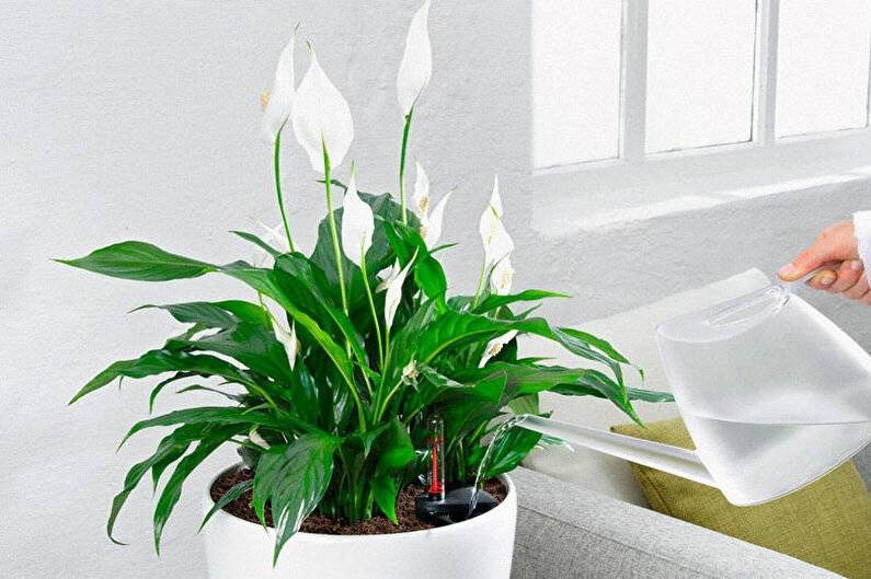 Спатифиллум уход в домашних условиях, фото цветка
