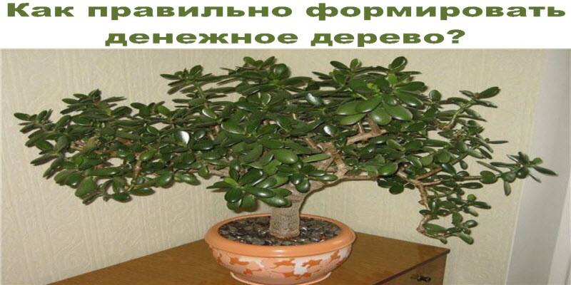 Денежное дерево (толстянка) - выращивание, уход, обрезка
