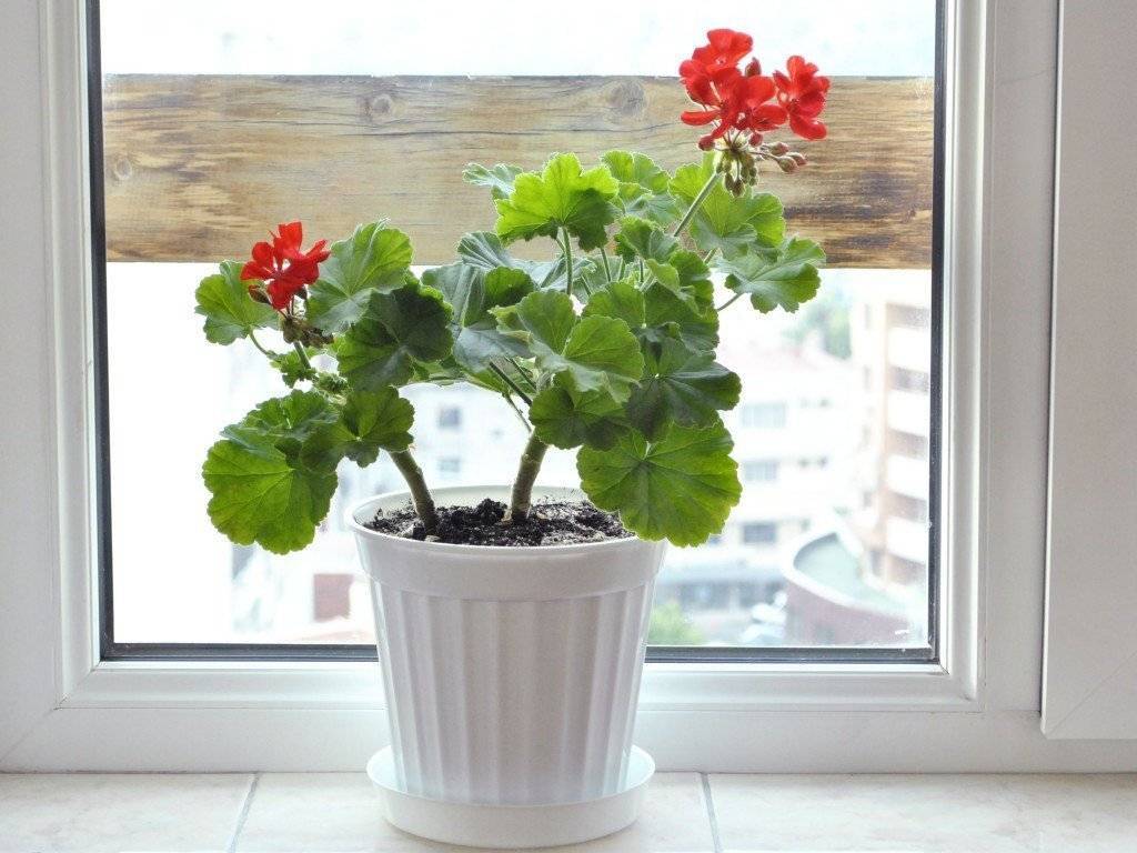 Как заставить цвести герань в домашних условиях: почему растут только листья