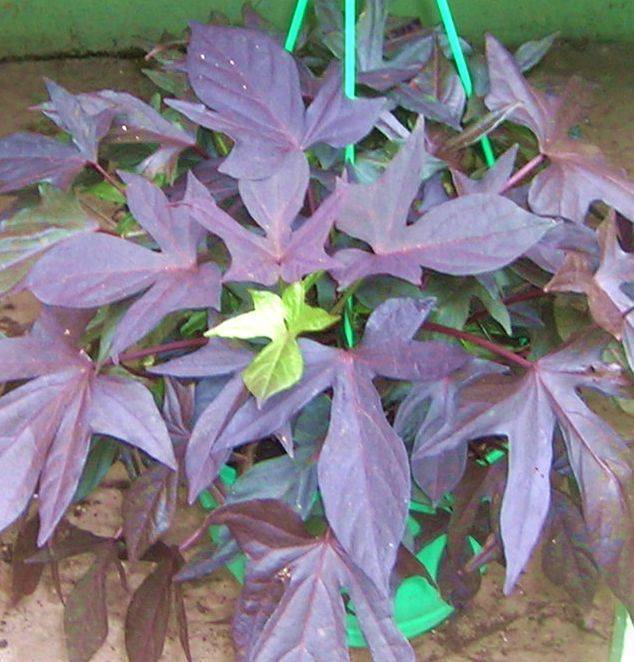 Ипомея ампельная плющевидная, лиственно-декоративная с фиолетовыми листьями