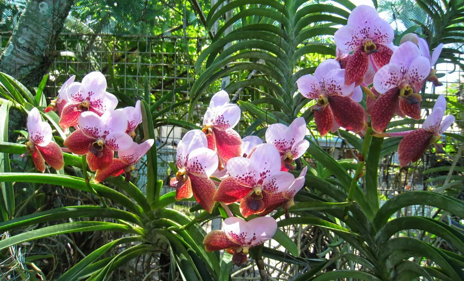 Какие бывают виды орхидей? – 15 примеров с фото и названиями