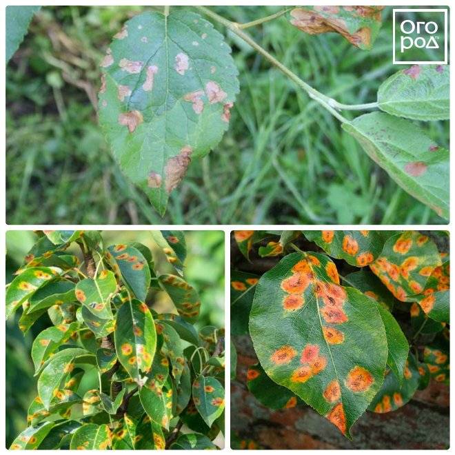 Описание болезней барбарисов: почему желтеют, опадают листья, появляются гниль, ржавчина и вредители