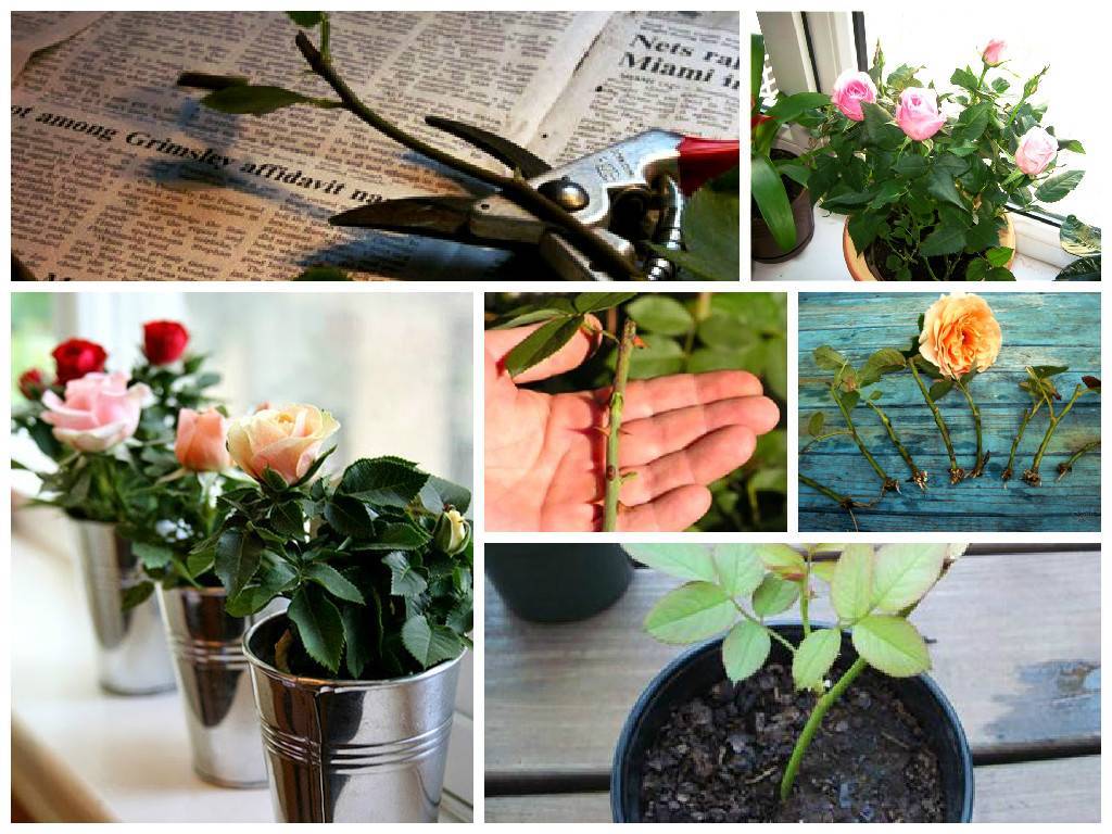 Как укоренить розу из букета в домашних условиях зимой: пошагово