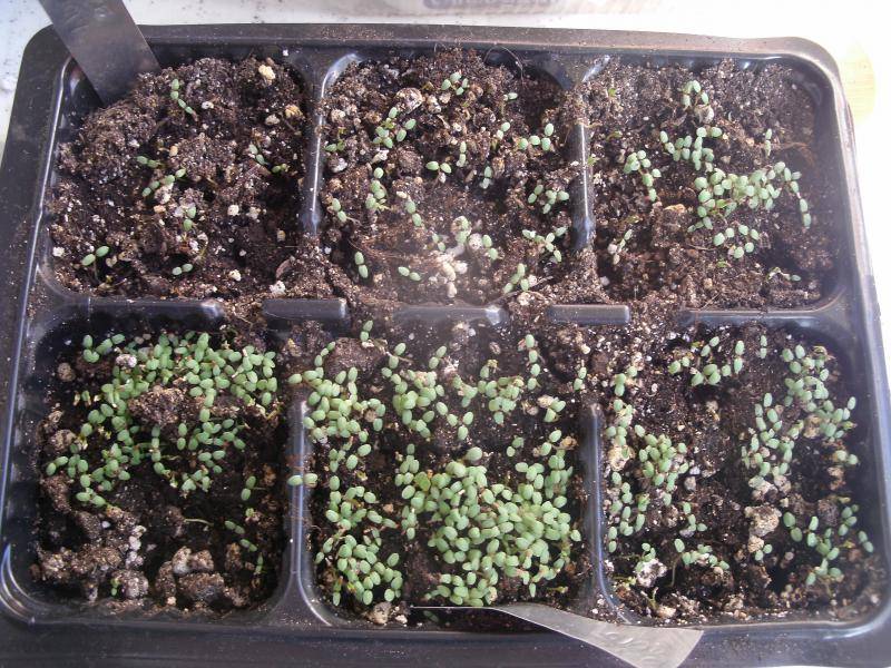 Вербена: выращивание из семян, сроки посева и условия для появления всходов, а также требования к уходу