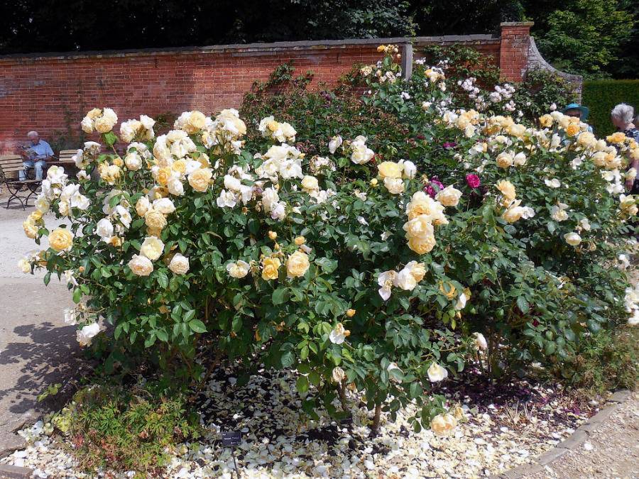 Грэхам томас роза - описание сорта, плюсы и минусы, отзывы и советы по выращиванию