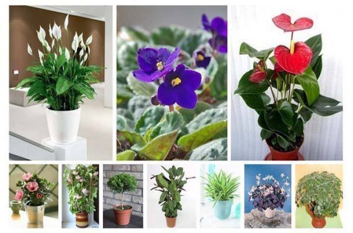 Список растений, которые принесут в ваш дом счастье и любовь