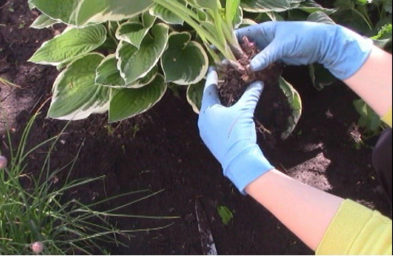 Мшанка шиловидная: выращивание из семян, посадка и уход, фото