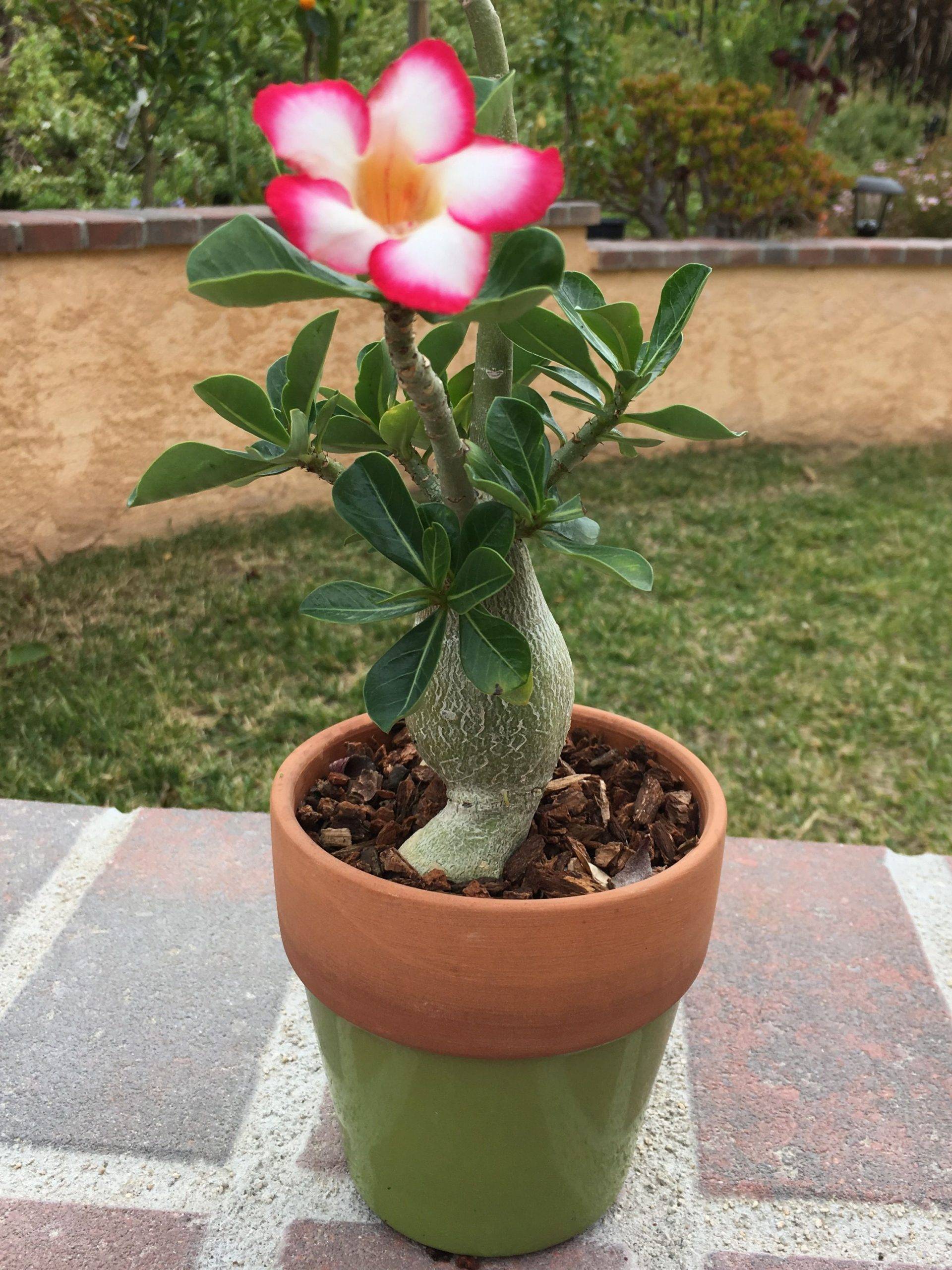 Адениум, или роза пустыни - самое красивое и неприхотливое растение для южных окон