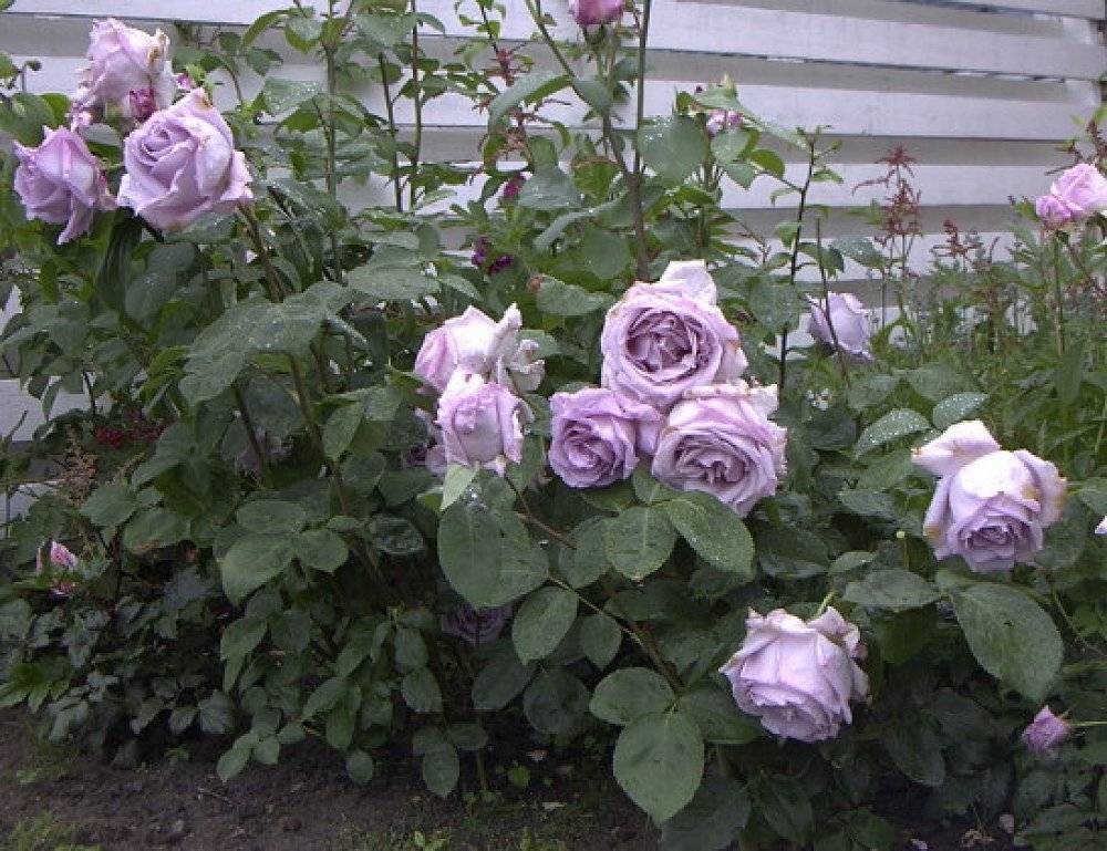 Роза плетистая: посадка и уход фото, сроки, схемы укрытие на зиму