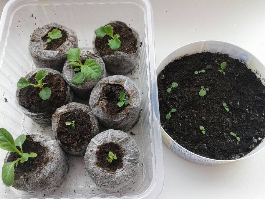 Как вырастить примулу из семян в домашних условиях к 8 марта: видео + фото
 adblockrecovery.ru