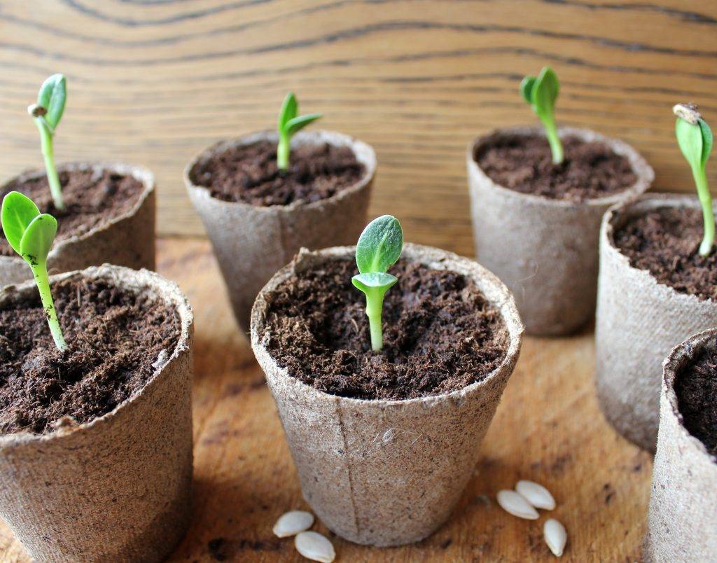 Как вырастить гортензию из семян