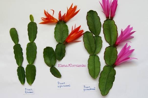 Рипсалидопсис и шлюмбергера: отличия, как называются цветы, похожие на декабрист, но более крупные и с более длинными листьями?дача эксперт