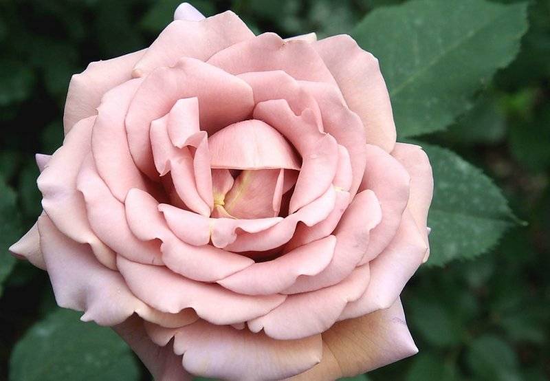 Роза флорибунда боника: достоинства прекрасного сорта с розовыми цветами, выращивание и уход за многолетником