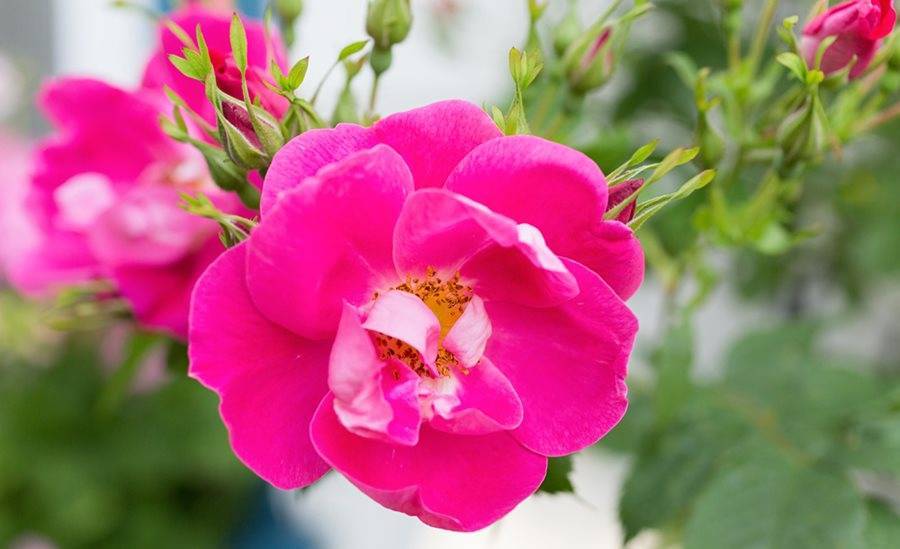 Выращивание канадской розы уильям баффин: что за корнесобственный парковый сорт
