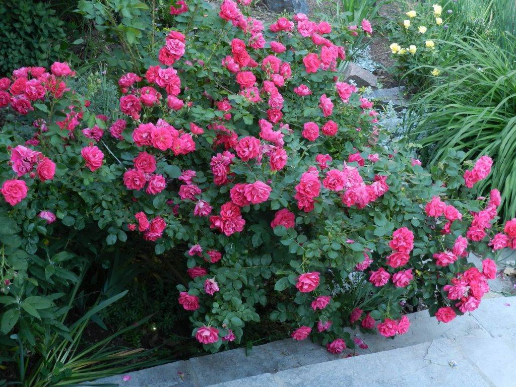 Описание канадской парковой розы джон франклин: как выращивать, правила ухода