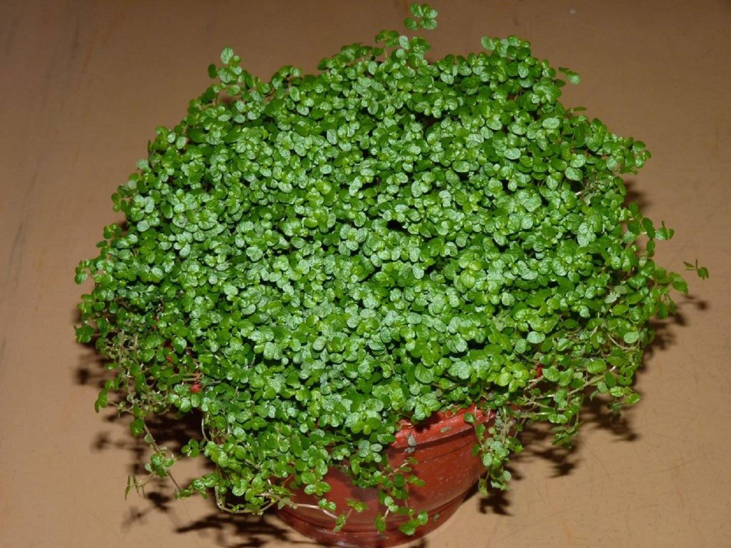 Солейролия — зелёный шар. уход в домашних условиях. выращивание, размножение. фото — ботаничка