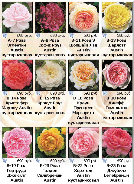 Роза грандифлора, как посадить и какой сор выбрать