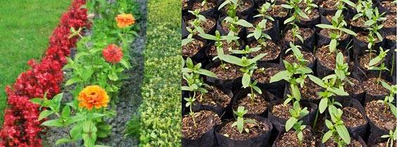 Циния: выращивание из семян, посадка и уход в открытом грунте