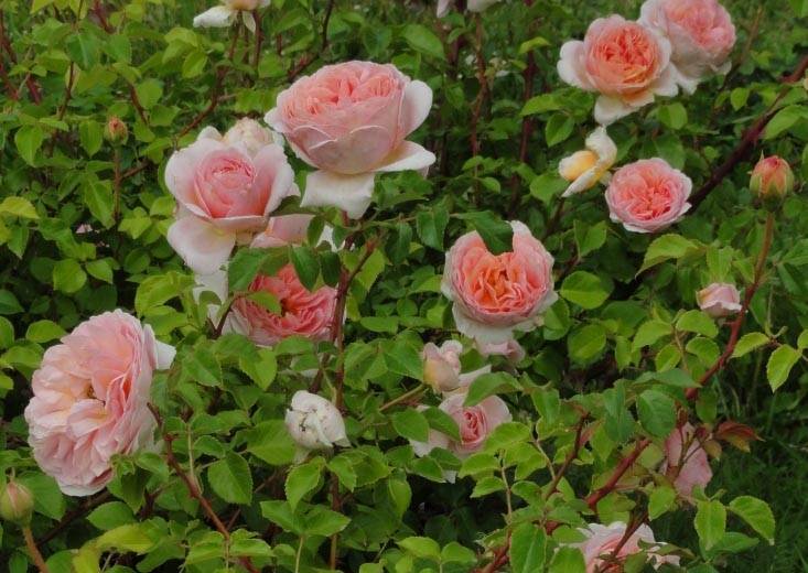 ✅ роза абрахам дерби: особенности посадки и ухода - сад62.рф