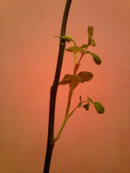 Роза дала отросток на стебле — как посадить в горшок